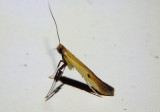 0644 - Caloptilia violacella; Leaf Blotch Miner Moth species