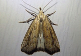 8360 - Macrochilo orciferalis; Bronzy Macrochilo; female