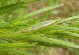 Oecanthus quadripunctatus; Four-spotted Tree Cricket; female