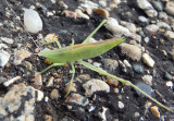 Neoconocephalus Common Conehead species nymph