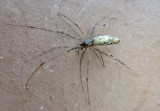 Tetragnatha Longjawed Orbweaver species