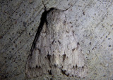 9205 - Acronicta lepusculina; Cottonwood Dagger Moth