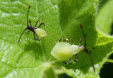 Anasa repetita; Squash Bug species nymphs