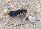 Anoplius Blue-Black Spider Wasp species