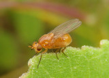 Camptoprosopella Lauxiniid Fly species