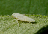 Graphocephala Sharpshooter species nymph