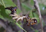 9286 - Harrisimemna trisignata; Harriss Three Spot caterpillar