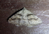 6362 - Digrammia continuata; Curve-lined Angle