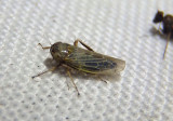 Graminella nigrifrons; Black-faced Leafhopper