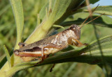 Melanoplus keeleri; Keelers Spur-throated Grasshopper; male