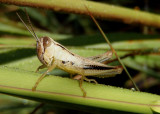 Phoetaliotes nebrascensis; Large-headed Grasshopper nymph