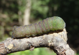 9619 - Phosphila miselioides; Spotted Phosphila caterpillar