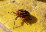 Phylloscelis atra; Black Leaf-Leg