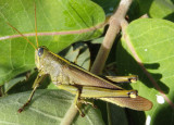 Schistocerca lineata; Spotted Bird Grasshopper