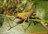 Scudderia Bush Katydid species; female nymph