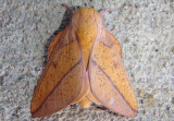 7712 - Sphingicampa bisecta; Bisected Honey Locust Moth