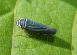 Tylozygus bifidus; Sharpshooter species