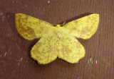 6256-6762 - Geometridae; Macaria through Phigalia