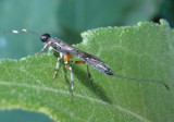 Xorides peniculus; Ichneumon Wasp species; female