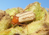 Zonitis bilineata; Blister Beetle species