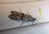 5968 - Zophodia grossulariella; Gooseberry Fruitworm Moth