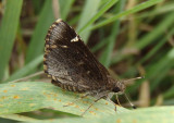 Amblyscirtes vialis; Common Roadside-Skipper