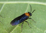 Argidae Argid Sawfly species