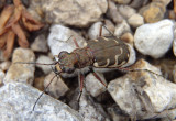 Cicindela repanda; Bronzed Tiger Beetle