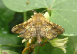 6078 - Dysodia oculatana; Eyed Dysodia Moth