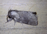 7685 - Heteropacha rileyana; Rileys Lappet Moth