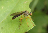 Taracticus octopunctatus; Robber Fly species
