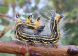 7902 - Datana ministra; Yellow-necked Caterpillar