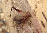 Hapithus agitator; Restless Bush Cricket; female