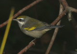 Golden-winged Warbler; female