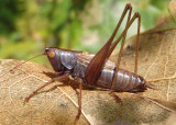 Conocephalini Meadow Katydid species