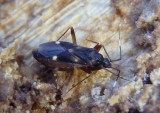 Fulvius imbecilis; Plant Bug species