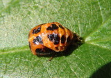 Harmonia axyridis; Multicolored Asian Lady Beetle Pupa; exotic