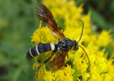Metopius Ichneumon Wasp species