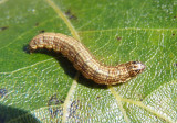 5595-5620 - Pococera Pyralid Moth species caterpillar