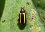 Systena elongata; Elongate Flea Beetle
