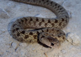 DeKays Brown Snake