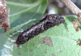 9678 - Elaphria versicolor; Variegated Midget caterpillar