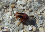 Geocoridae Big-eyed Bug species nymph