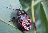 Perillus Predatory Stink Bug species nymph