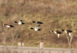 Ring-necked Ducks