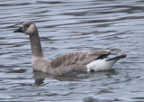 Canada Goose; leucistic