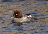 Common Goldeneye; female