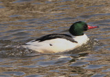 Common Merganser; male