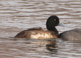 Greater Scaup; immature male 