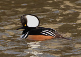 Hooded Merganser; male